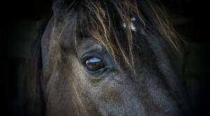 Arkivfoto: Adobe Stock