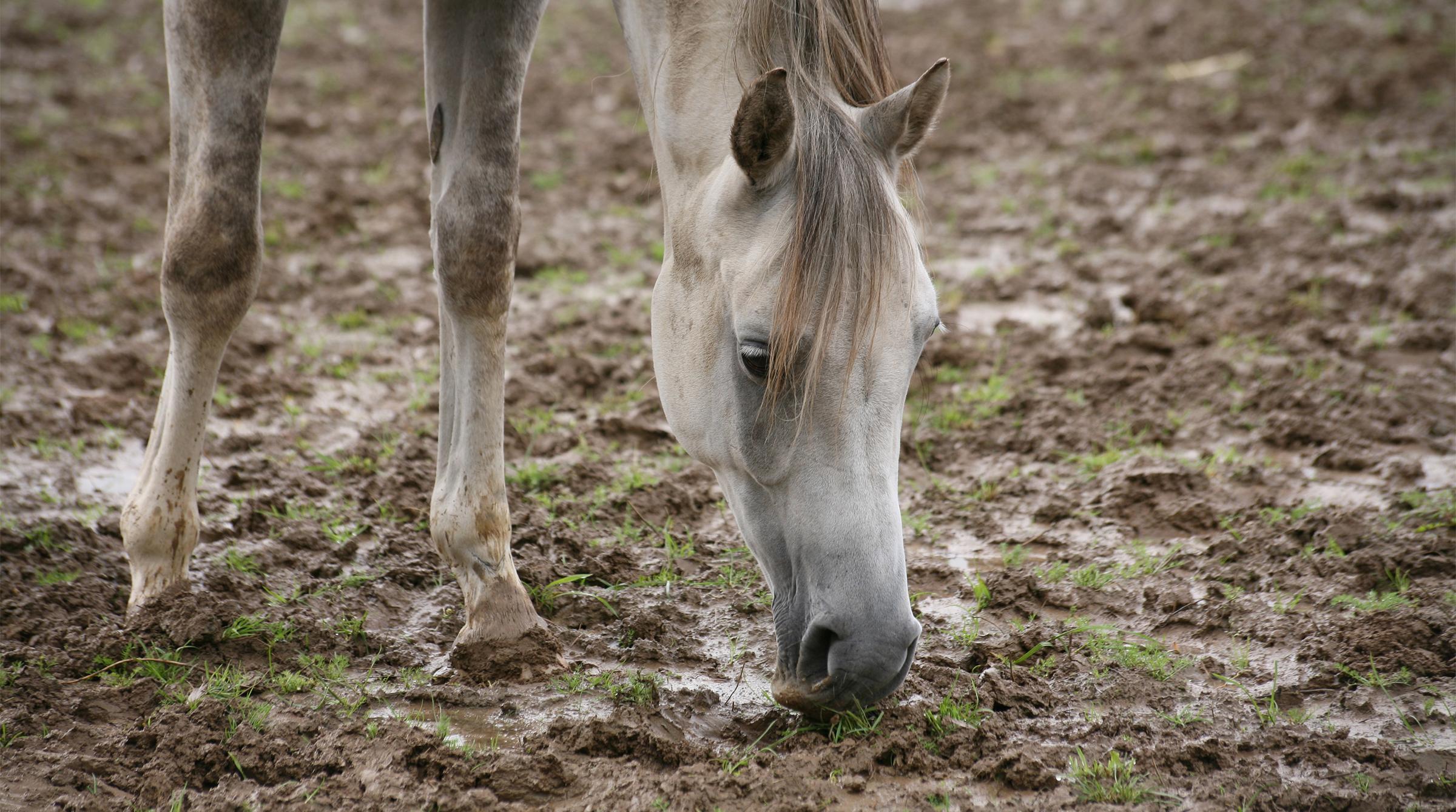 Arkivfoto: Adobe Stock