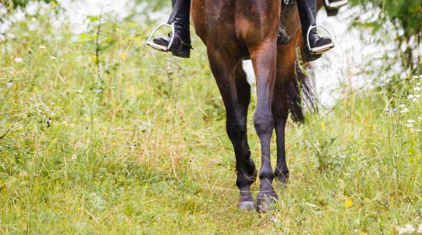 Arkivfoto: Adobe Stock