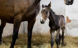 Wodan M Alpha. Foto: Kristina Haan
