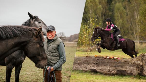 Lars Christensson med sina unghästar till vänster, till höger genrebild. Foto: Ida Lindemann och Petter Arvidson/Bildbyrån