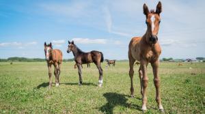 Arkivfoto: Ida Lindemann