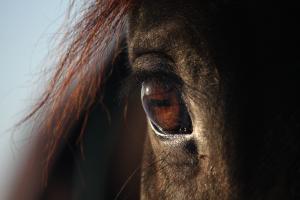 Genrebild: Adobe stock