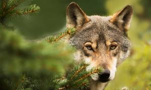 Arkivfoto: Adobe Stock