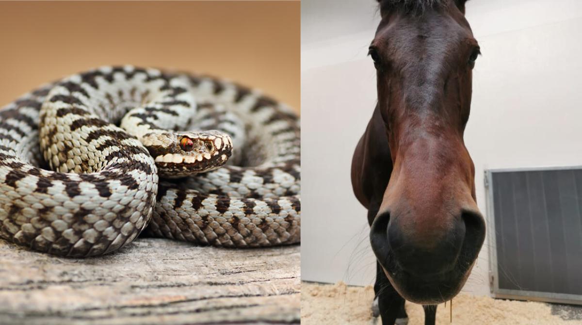 Foto: Adobe Stock/Norska Veterinärhögskolans djursjukhus - häst
