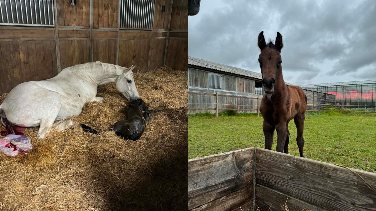 I dag blir Liljas Princess en vecka gammal. Foto: Privat