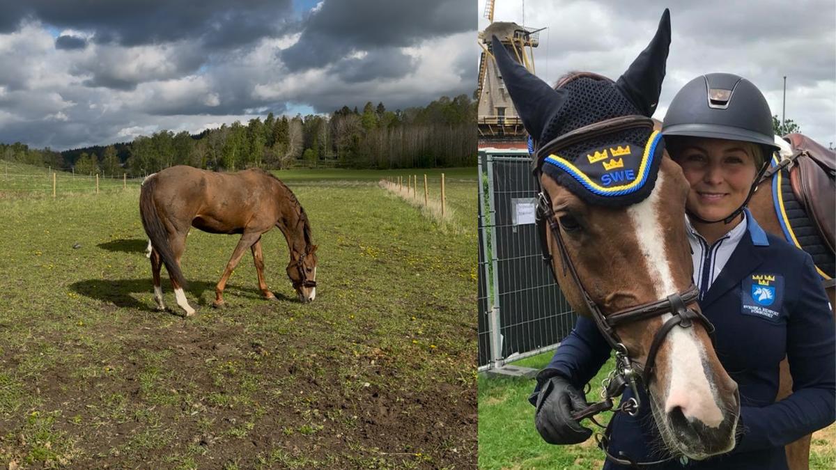 Nu är Sissela Smiths Grand Prix-häst äntligen hemma igen. Foto: Privat
