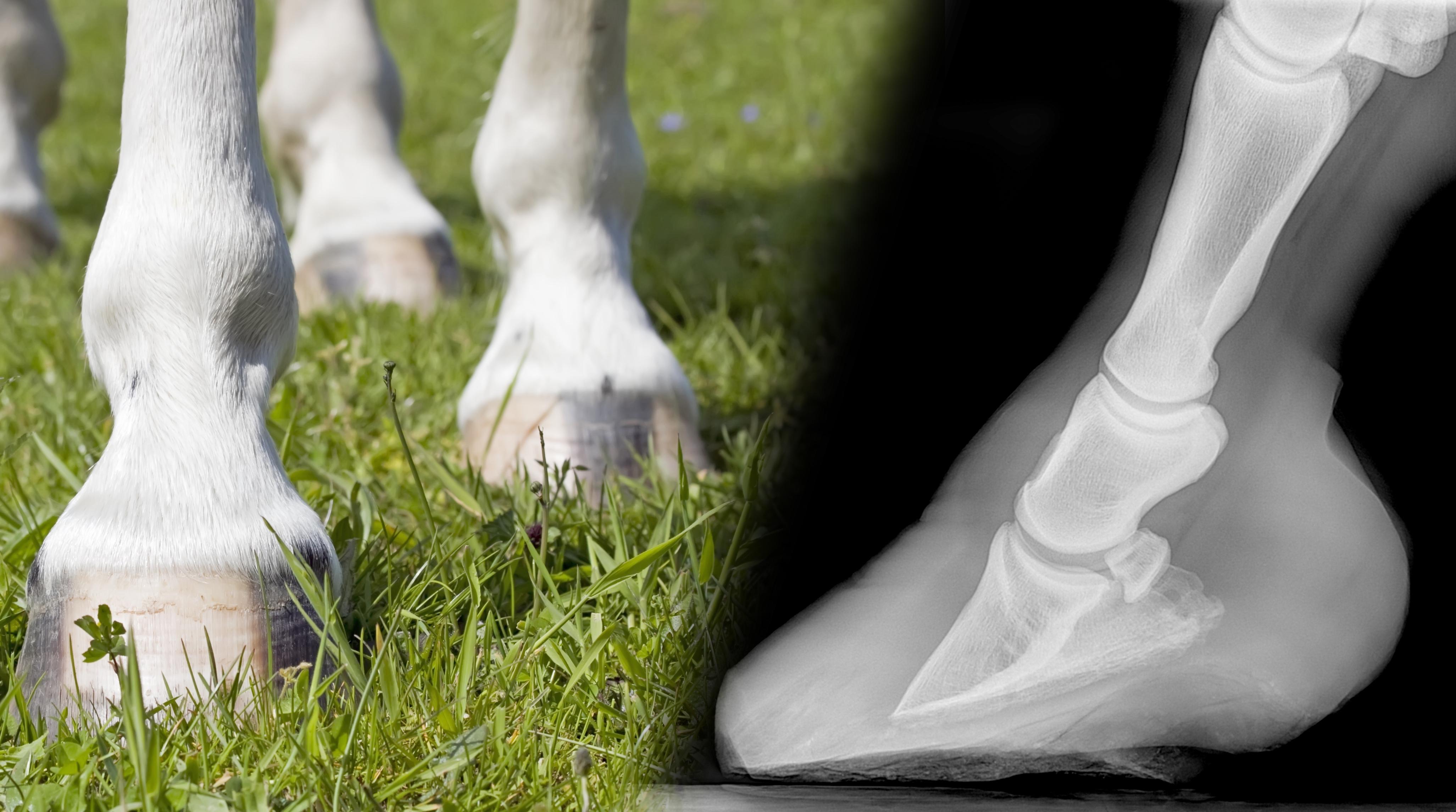 Foto: Adobe Stock (hovar) och Distriktsveterinärerna (röntgenbild, hovbensrotation)
