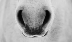 Arkivfoto: Adobe Stock
