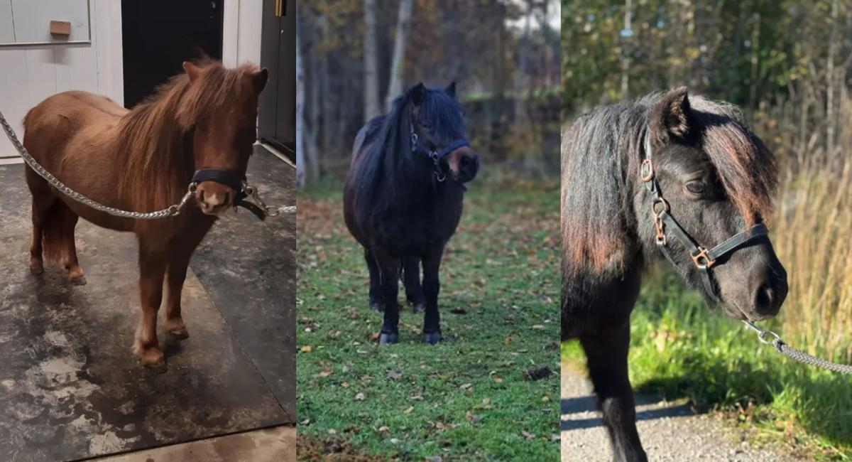 På jakt efter en liten stallfavorit? Här är fem söta ponnyer