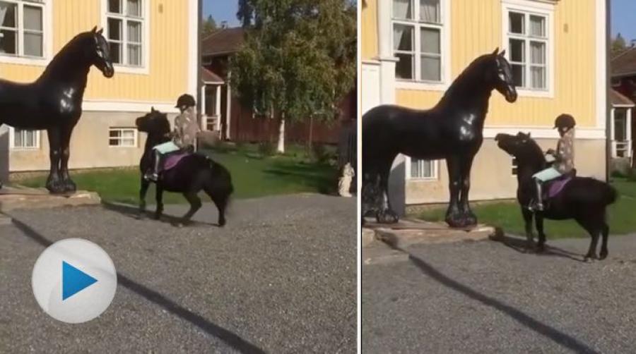 <p>Hörru kompis, varför ser du så stel ut? Den här lilla ponnyn närmar sig den stora hästen, steg för steg, och väldigt högljutt.