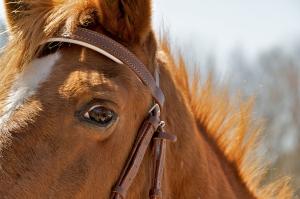 Arkivfoto: Adobe Stock
