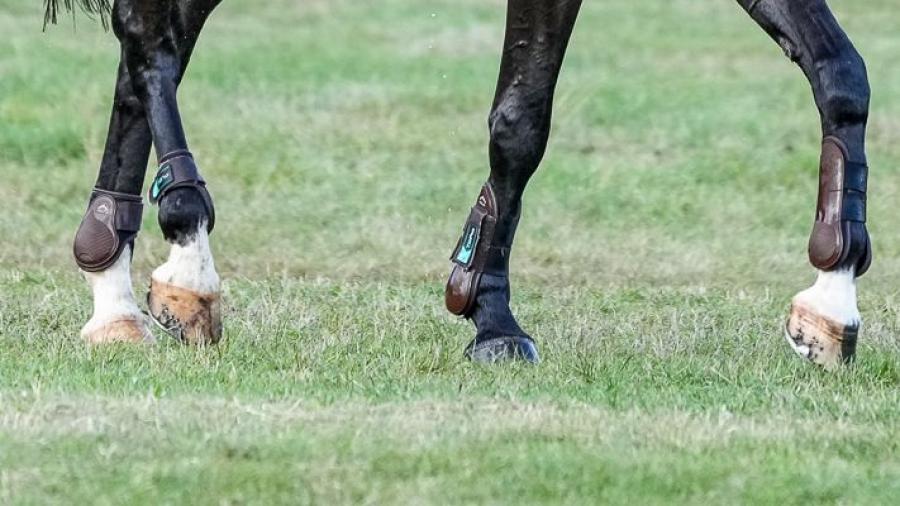 Ett olyckligt feltramp – ponnyns liv gick inte att rädda
