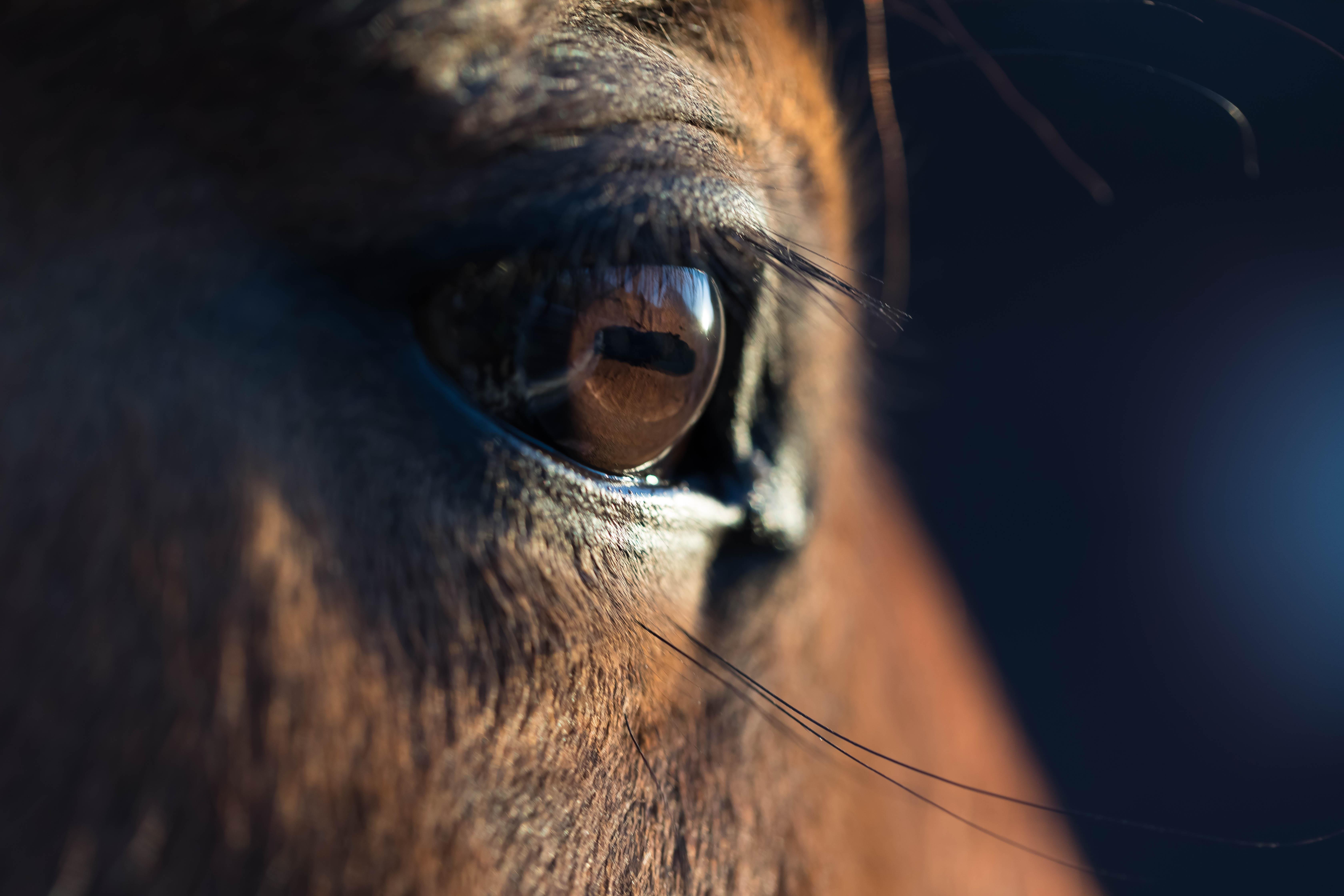 Arkivfoto: Adobe stock
