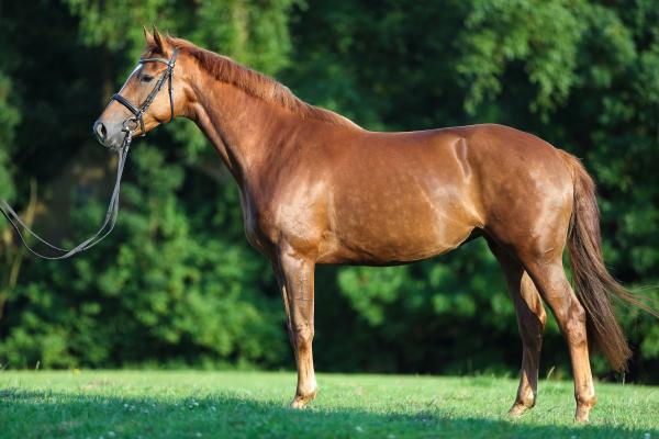 Foto: Adobe Stock