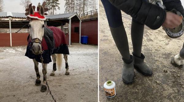 Det har varit många minusgrader i Stockholm. Haldor står i utebox och det kräver viss planering, exempelvis för att hålla vattnet isfritt.