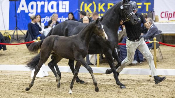 Bild från elitfölauktionen på Flyinge 2024. Arkivfoto: Roland Thunholm