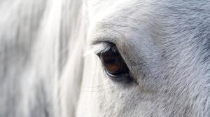 Arkivfoto: Adobe Stock