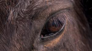Arkivfoto: Adobe Stock