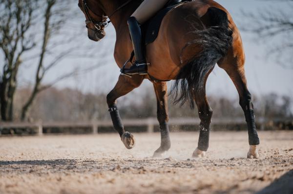 Styrketräna dressyrhästens galopp