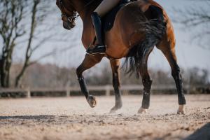 Styrketräna dressyrhästens galopp