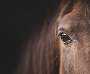 Arkivfoto: Adobe Stock