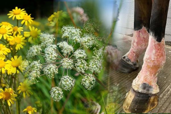 Foto: Adobe Stock/Privat