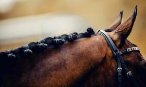 Arkivfoto: Adobe Stock