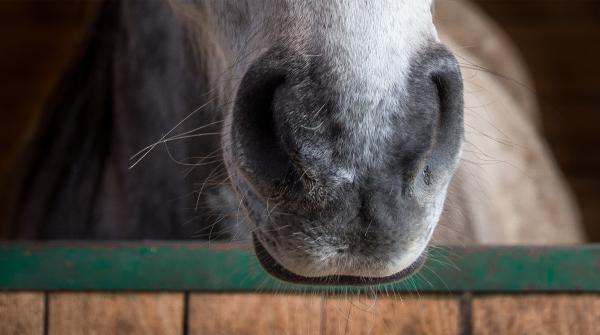 Arkivfoto: Adobe Stock