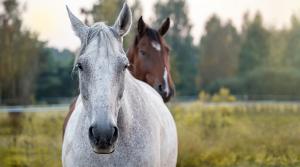 Arkivfoto: Adobe Stock