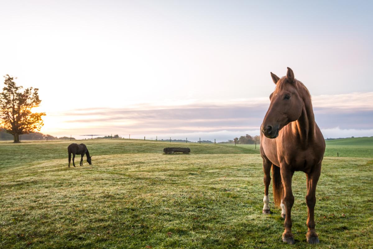 Arkivfoto: Adobe Stock