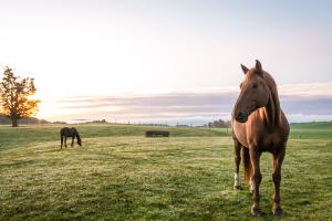 Arkivfoto: Adobe Stock