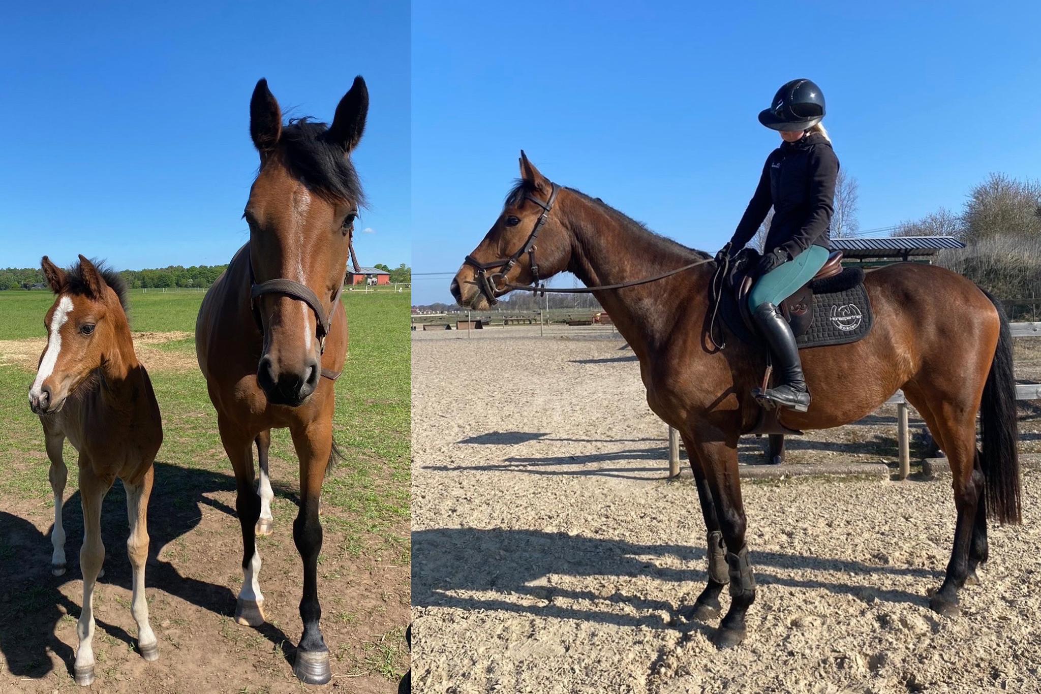 Fölet Cachilou EB med sin mamma Cashiva Ryd och Emmie med hennes unghäst Cherilyn FJ som hon äger tillsammans med sin syster Elvira. Foto: Privat