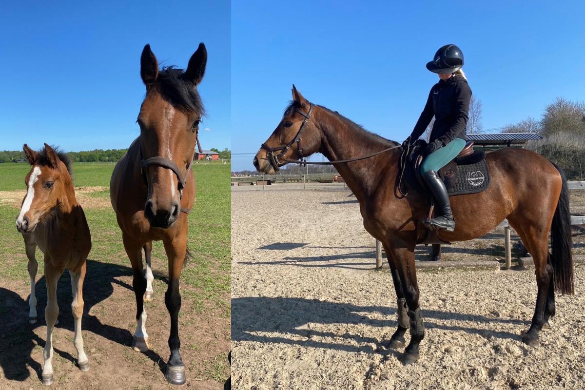 Fölet Cachilou EB med sin mamma Cashiva Ryd och Emmie med hennes unghäst Cherilyn FJ som hon äger tillsammans med sin syster Elvira. Foto: Privat