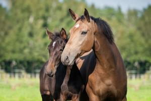 Foto: Adobe Stock 