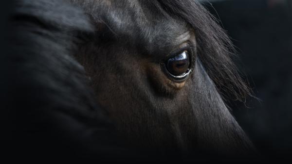 Foto: Adobe Stock