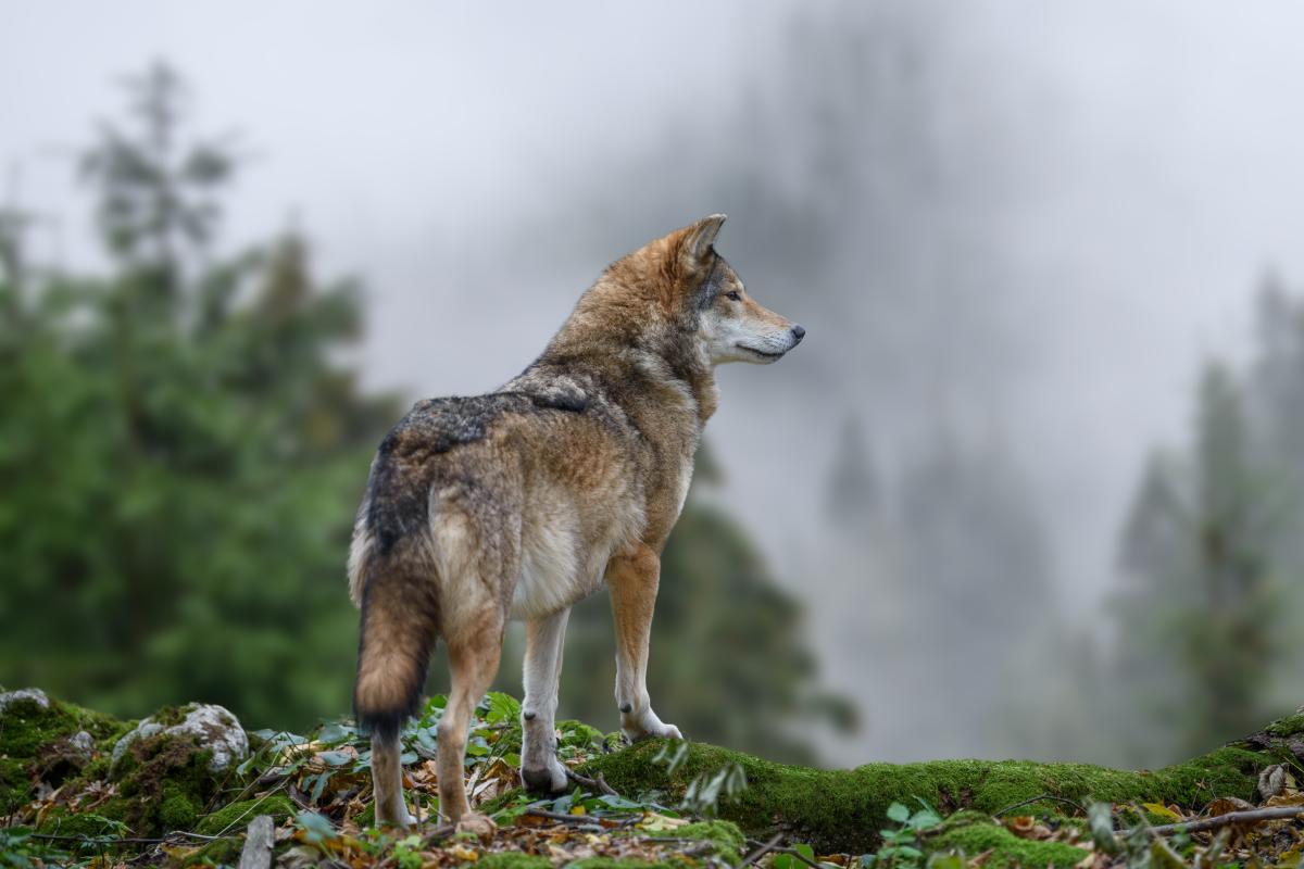 Foto: Adobe Stock