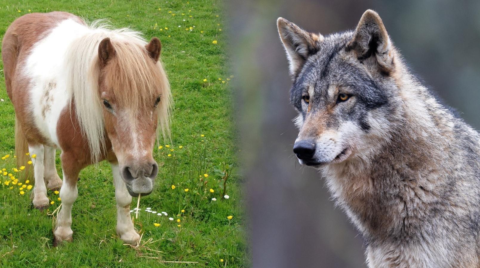 Shetlandsponnyn Pippi. Foto: Privat/Adobe Stock