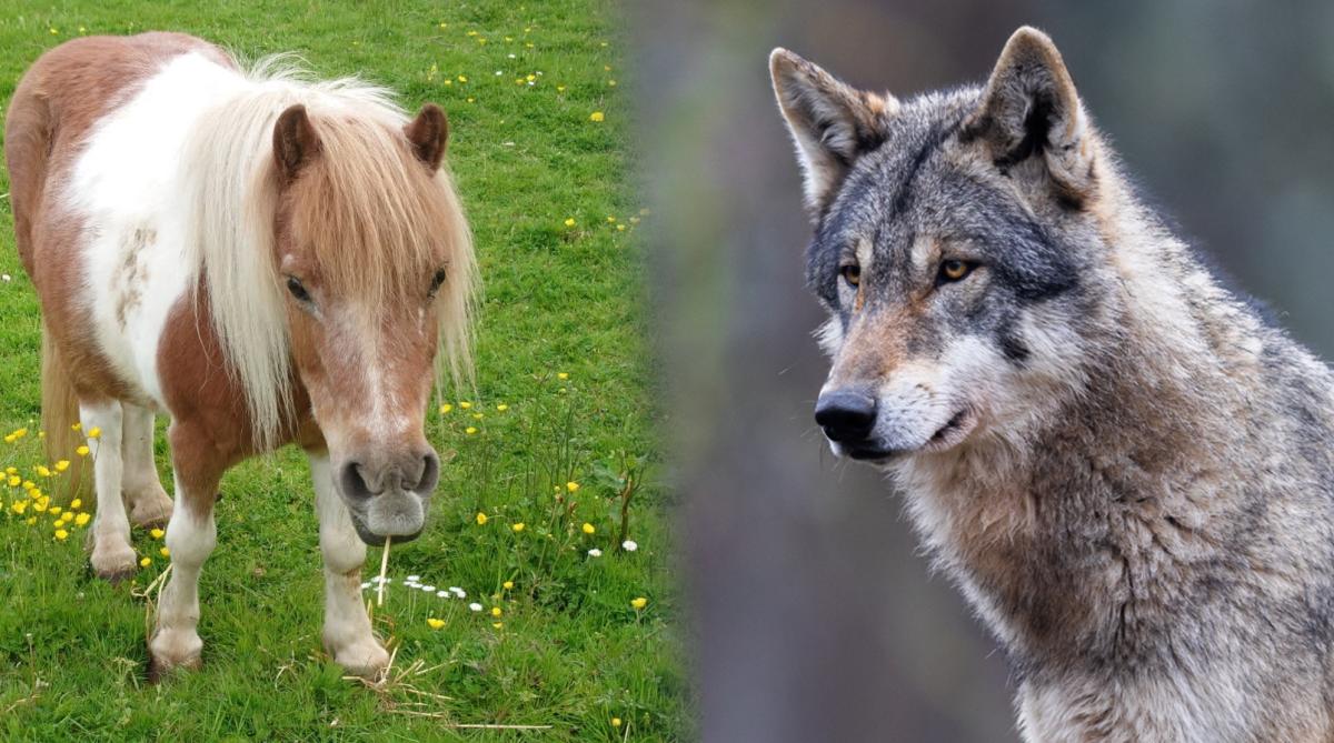 Shetlandsponnyn Pippi. Foto: Privat/Adobe Stock