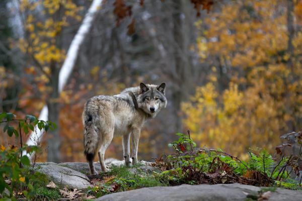Foto: Adobe Stock 
