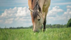 Arkivfoto: Adobe Stock