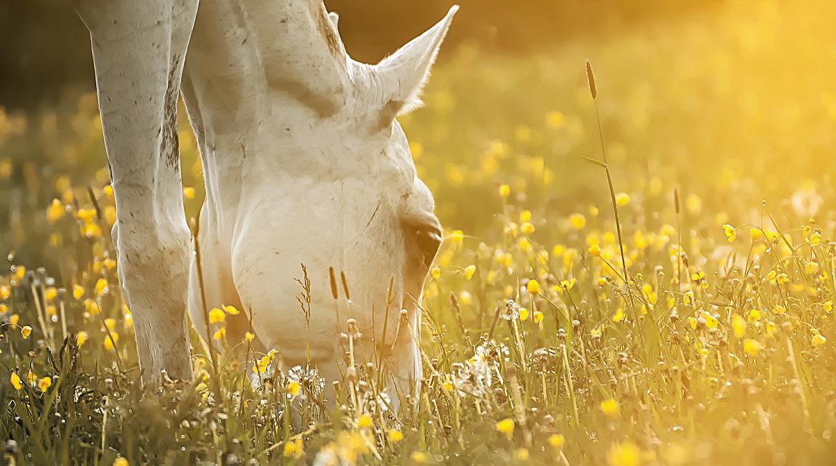 Arkivfoto: Adobe Stock