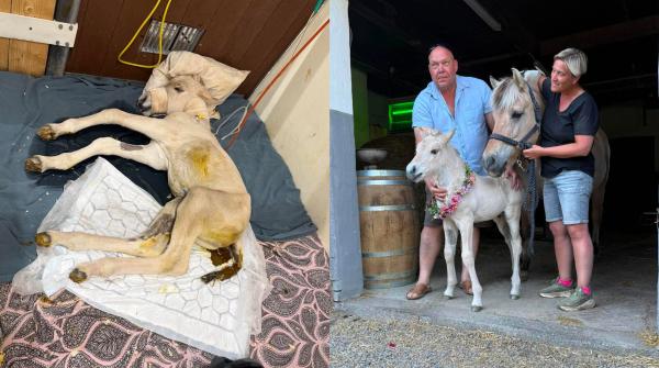 Hingstfölet, som troligen får namnet Mirakelfin, mötte en tuff start i livet – men tack vare de uppmärksamma grannarna Johan Paulsson och Hannah Torgander kunde ett snabbt ingripande ske. Foto: Privat