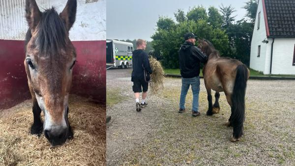 Okänd häst dök upp mitt i natten: ”Aldrig sett en häst i så dåligt skick”