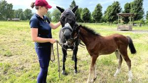 Malin Anderssons sto Lady och fölet Berra fann varandra direkt efter att Berras mamma gått bort. Foto: Kajsa Linnea Holmqvist /Sveriges Radio