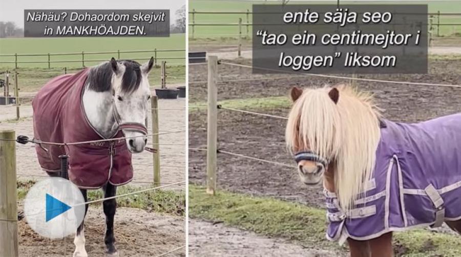 En nyfriserad pannlugg, boots och hästpass. Henrik Wahlström åkte till ett stall i Skåne och tog reda på vad hästarna funderar på.