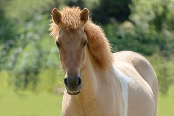 Arkivfoto: Adobe stock