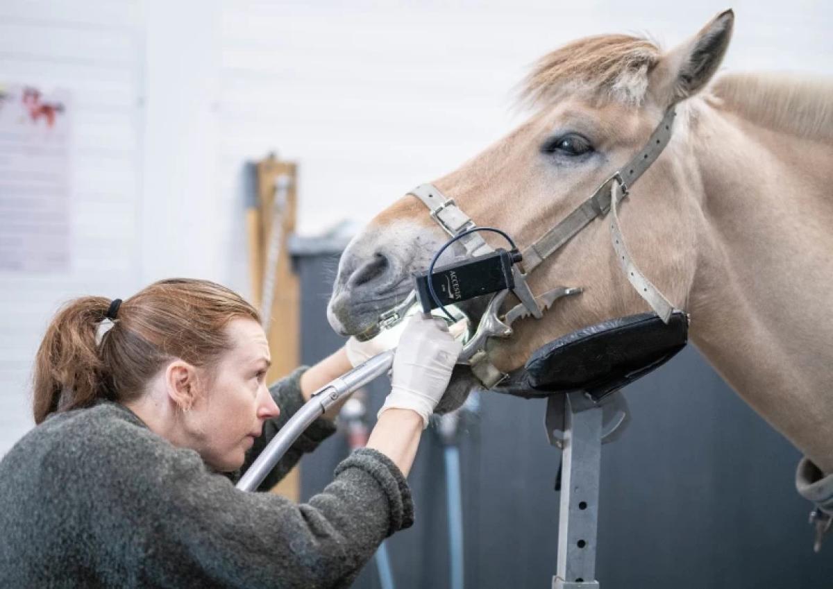 Linn-Anett Hillestad är veterinär, hästtandläkare, veterinärkiropraktor och osteopat. Foto: Privat