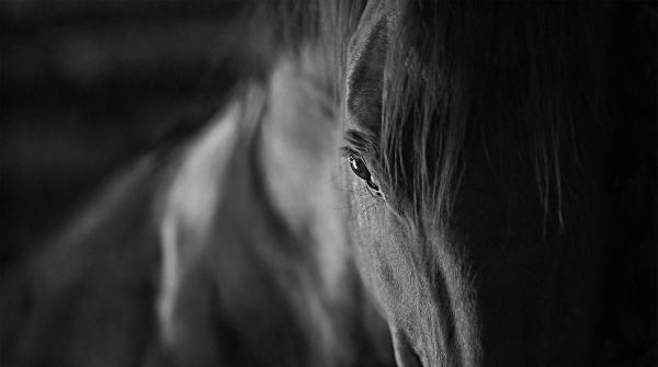 Arkivfoto: Adobe Stock
