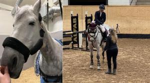 Sara Ekmans Marco har stått i hängmatta i sex veckor efter en skada och ännu är det en bit kvar i läkningsprocessen. Men nu går det framåt.